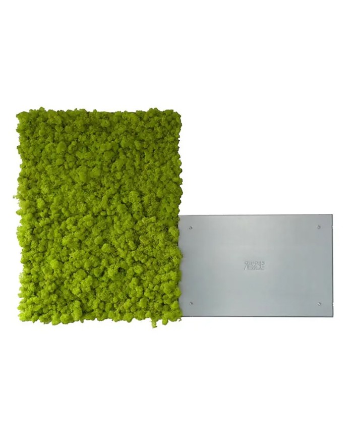 Muschio stabilizzato Wasabi 40*60 Mosswall Verdeprofilo MW01-55WASABI