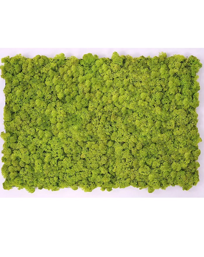 Muschio stabilizzato Wasabi 40*60 Mosswall Verdeprofilo MW01-55WASABI