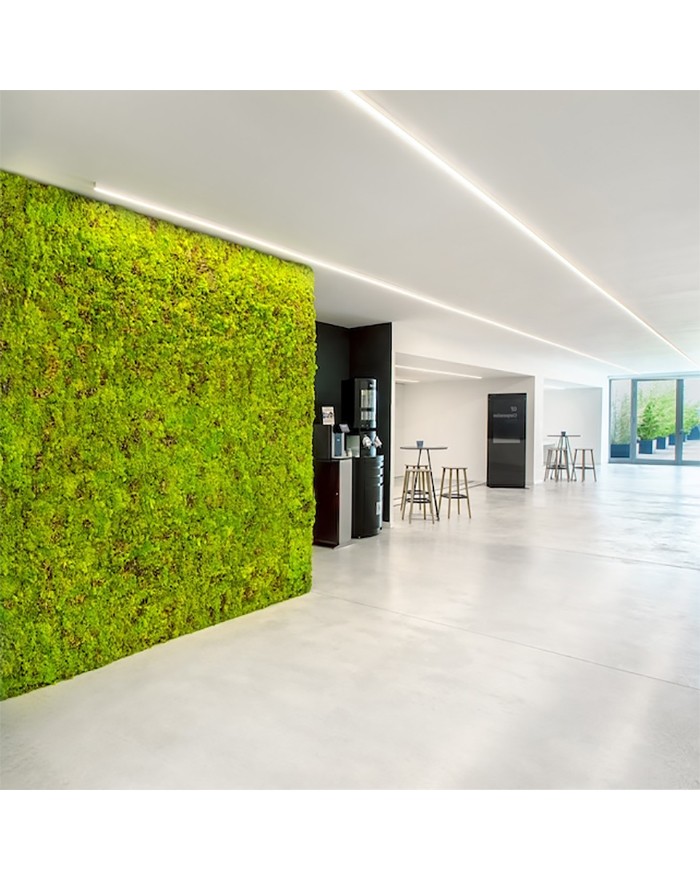 Wasabi 40*60 muschio stabilizzato Mosswall Verdeprofilo MW01-55WASABI